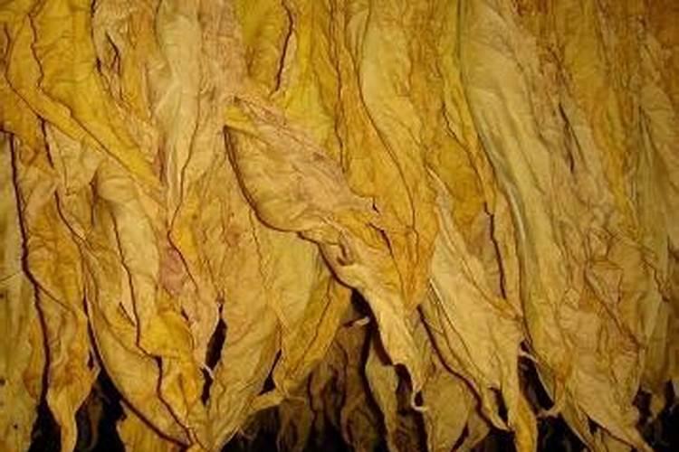 去年在空地种了番茄,没到收获都枯死了,这是患上了枯萎病吗？</p><p>番茄叶枯病是一种细菌感染病害，它也叫青枯病，在大姜上也叫姜瘟病，是一种浸染茎秆维管束的病害，可伤害很多种多样农作物，具备发病急，扩散快，比较严重时可导致植物一片枯亡，可以造成番比较严重限产乃至绝产。番茄叶枯病一般没有在幼苗期发生，是以盛开挂果期逐渐发病，关键伤害茎秆和叶片。发病前期。</p><p><h3 ext>2、肥力怎么造句
