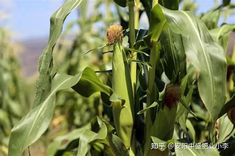 种玉米用生物菌肥有用吗？