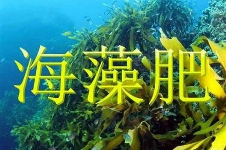 安康海藻肥配什么肥料最好？