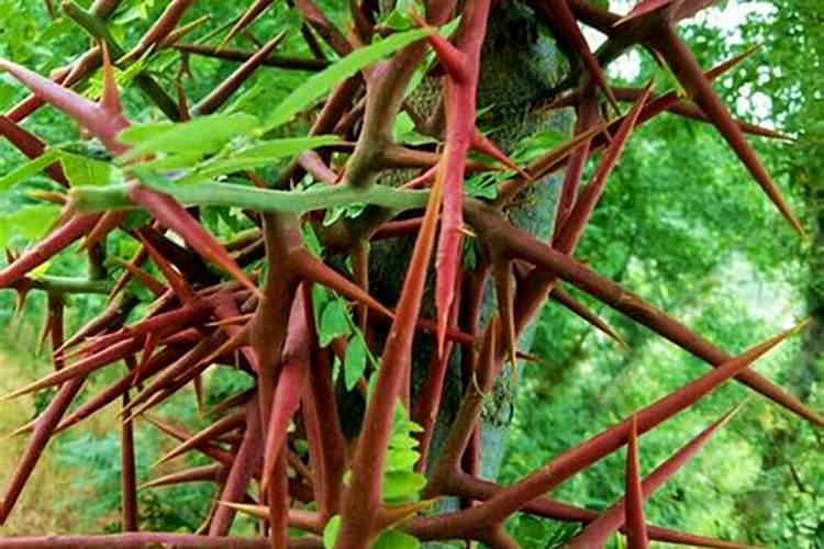 灯塔花卉微生物菌肥10大品牌皂角树