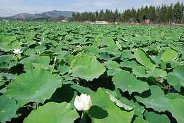 青海2025果树专用肥有哪几种肥浅水藕？