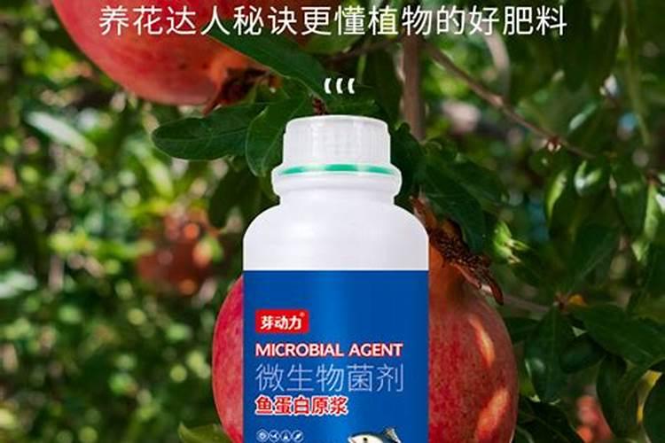 鱼蛋白肥料在果树上的效果？
