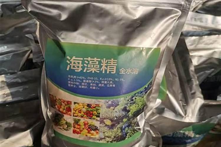 冲施海藻精生根需要几天