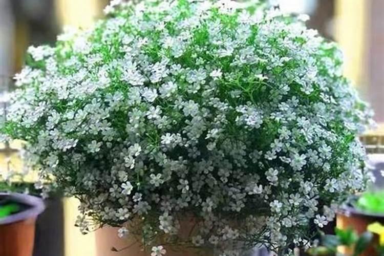 盆栽满天星用什么肥料比较好