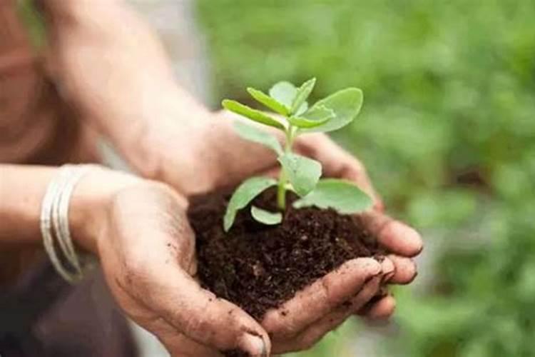 微生物菌肥的使用方法和禁忌2025？