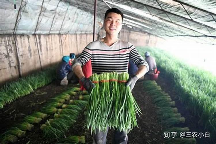 韭菜怎么施肥效果好？