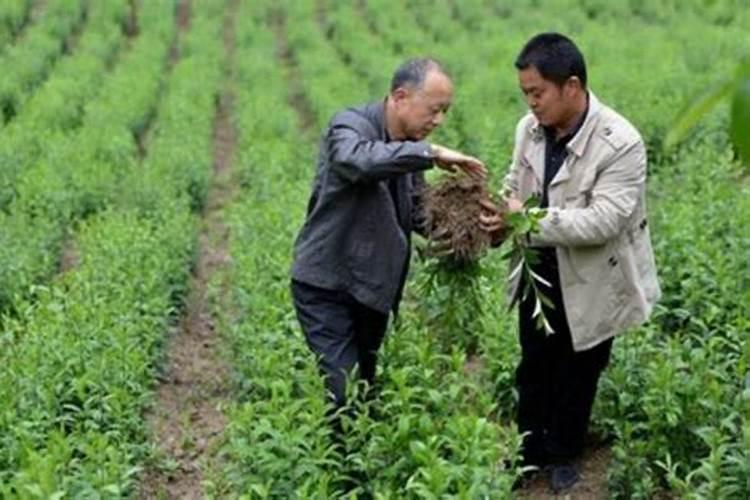 2025年种植什么最赚钱