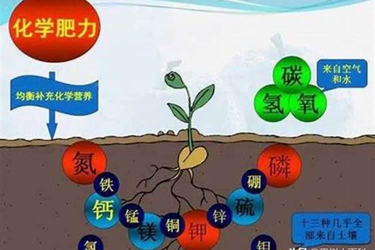 七台河含有氮磷肥料的植物