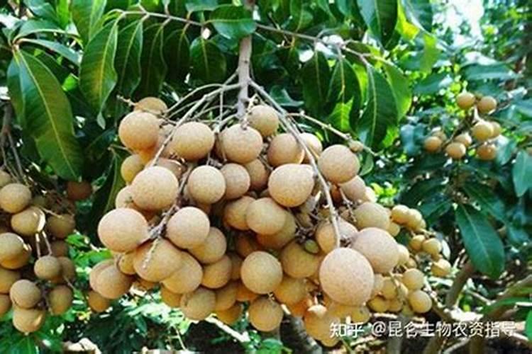 龙眼小麦最好的叶面肥是哪种？