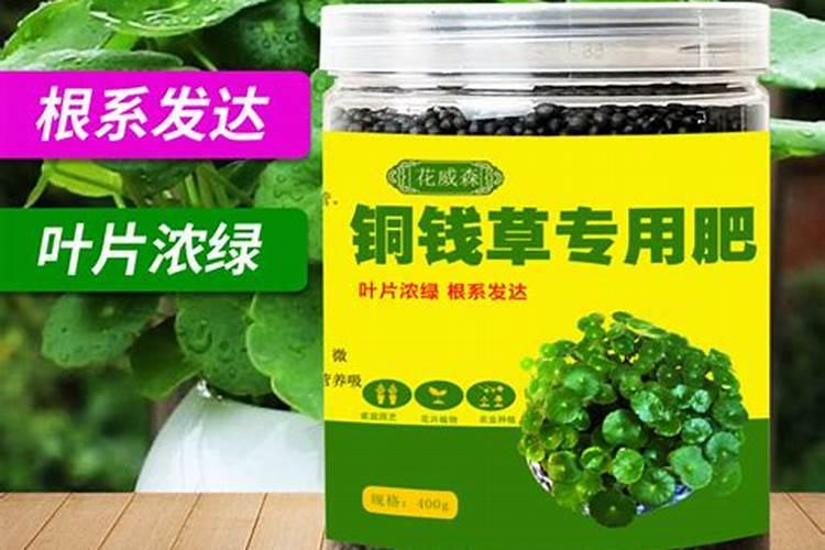 铜钱草果树专用肥厂家专卖价格