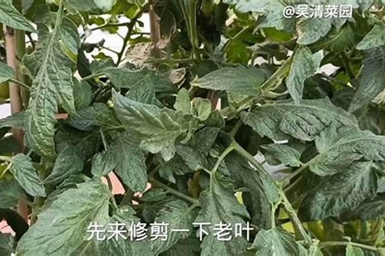 西红柿施什么肥果实膨大快？