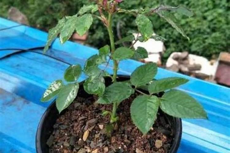 如何养好一棵月季小苗按照这6点做