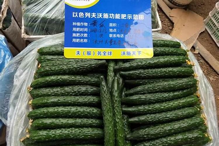 楚雄钙镁磷肥的作用及功能对黄瓜