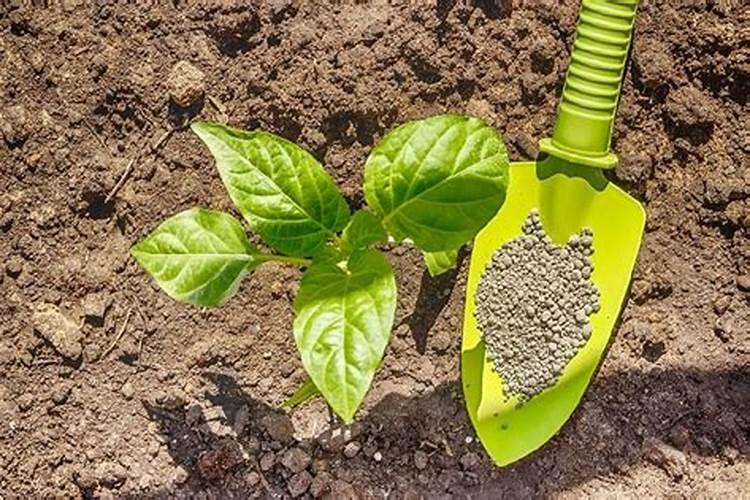 绥化生物有机肥的优点与缺点有哪些？