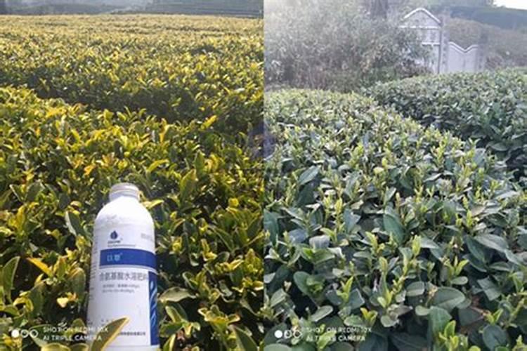 叶面肥的功效与作用及使用方法？