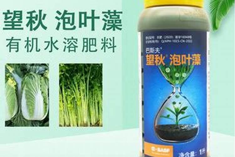 望秋巴斯夫叶面肥效果怎么样