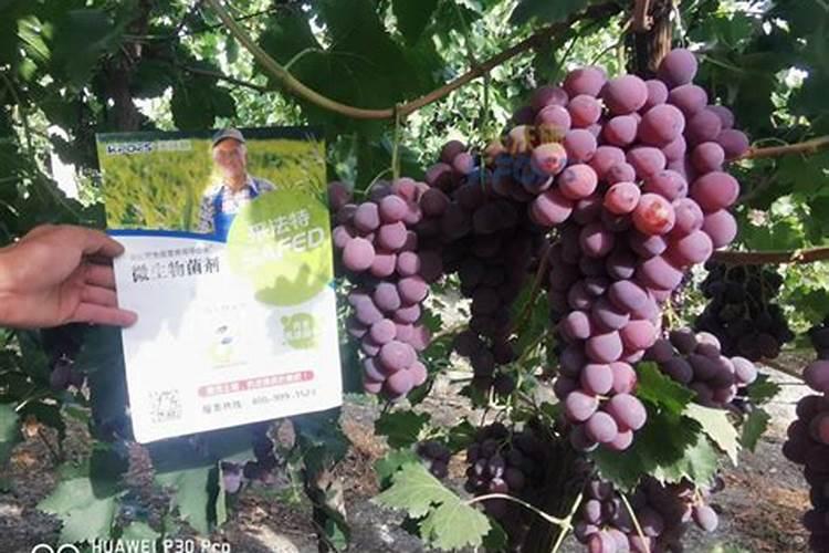 英国葡萄水溶肥料厂家有哪些地方生产？