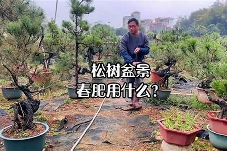 用什么肥料让松树长得快