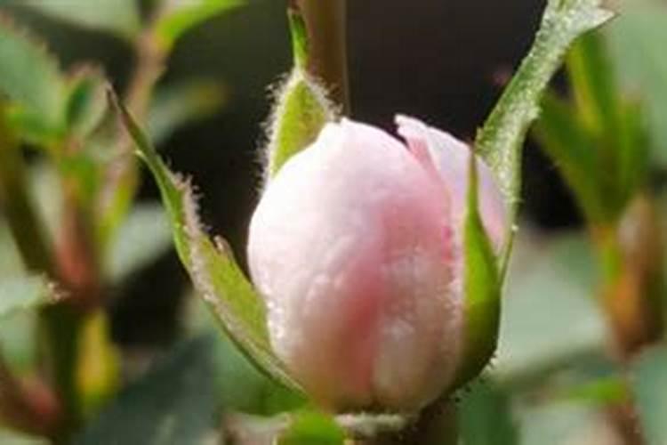花芽分化用什么叶面肥