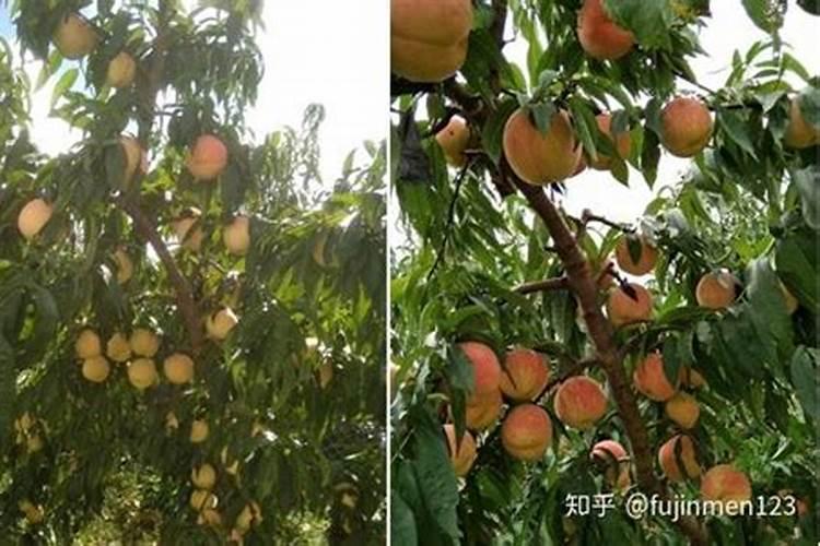 桃树施肥时间