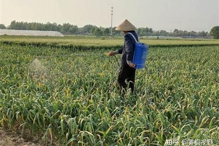 大蒜施用芸苔素能增产多少斤呢？