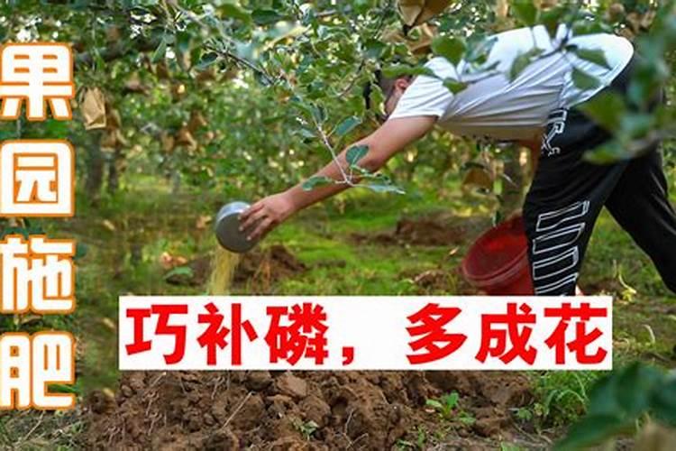 果树六月份施磷肥控旺吗好吗？