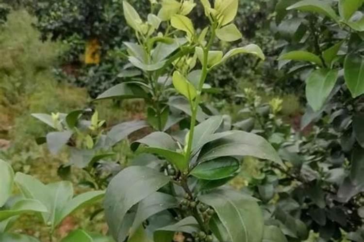 六月份砂糖橘还可以打控梢药吗？