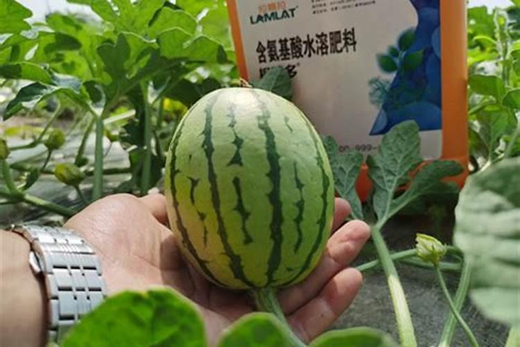 西瓜用哪一种水溶肥比较好用？