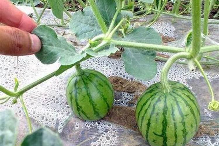 西瓜膨果期用什么肥料