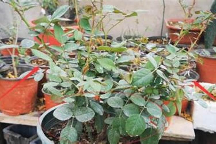 月季花冬季如何施肥效果最好,可以用水溶肥吗？