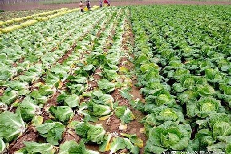 白菜施氮肥的最佳方法是什么？