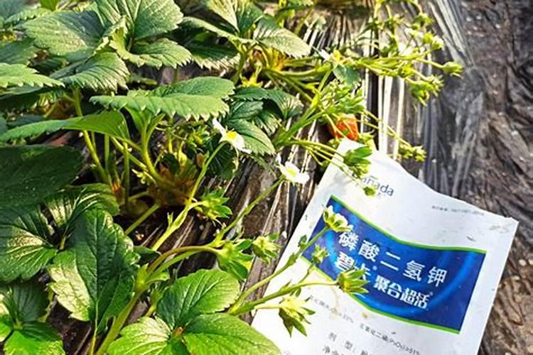 果树叶面肥施用方法有哪些？
