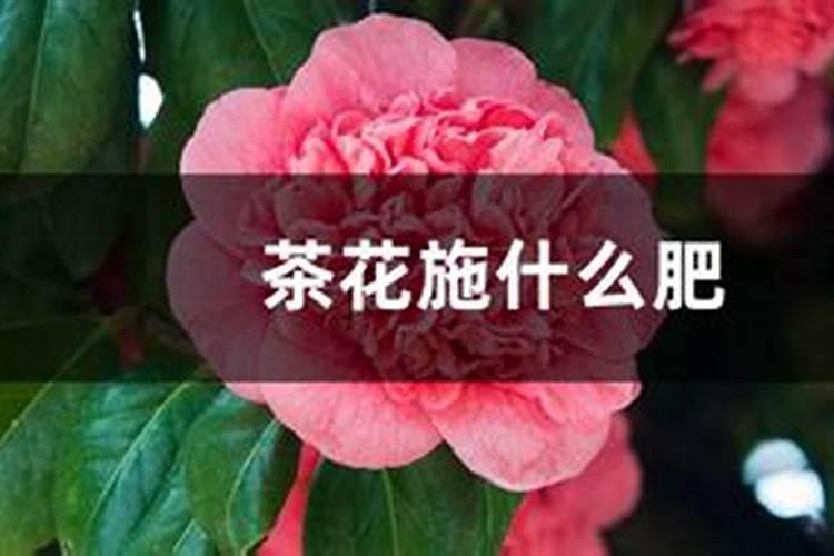茶花施什么肥最好