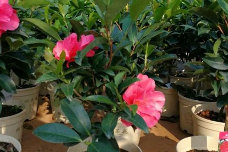 茶花一年四季施肥技巧