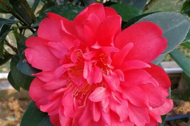 茶花一年四季施肥技巧 茶花一年四季施肥技巧简单介绍