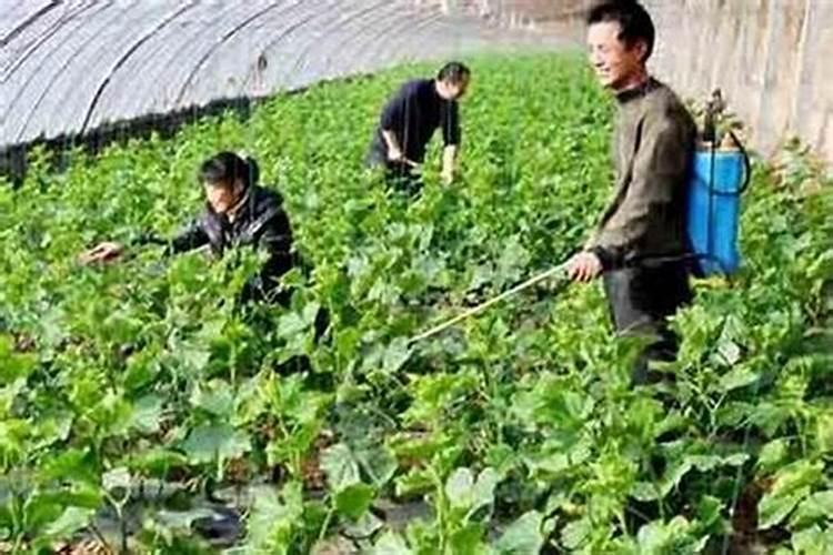 梨树春季可打叶面肥吗？