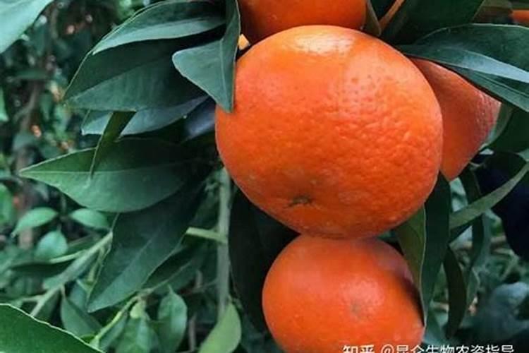 沃柑使用什么样的叶面肥比较好？