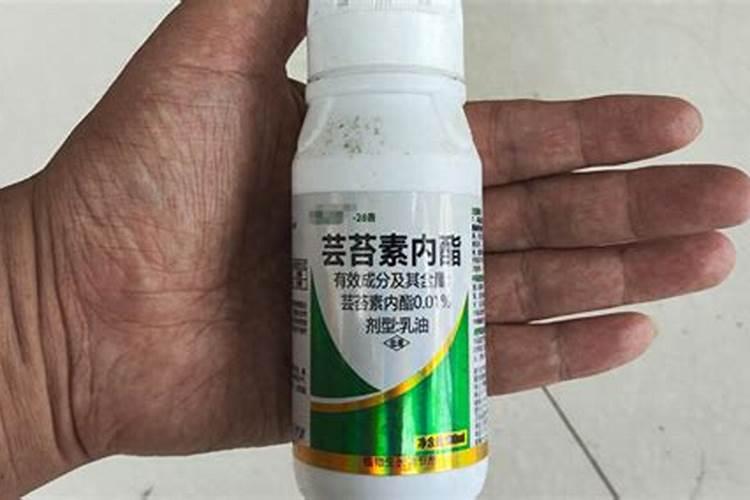 芸苔素内酯多久喷一次