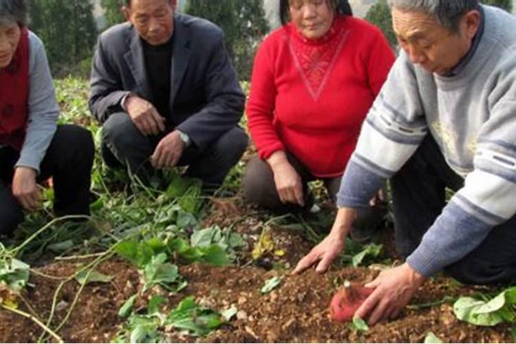 栽红薯时穴施噻虫胺和复合肥会烧苗吗？