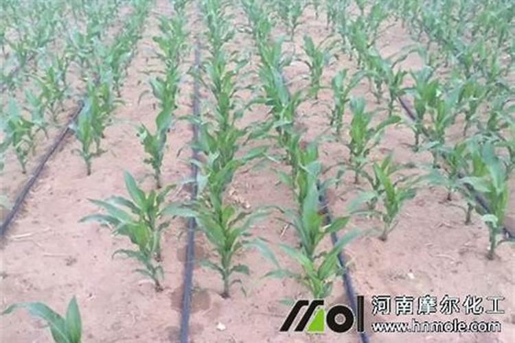 水溶肥打地里什么时候见效果呢？