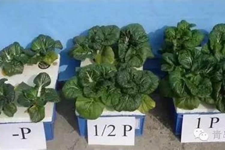 生菜施磷肥过多怎么办？