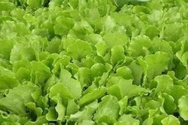 生菜肥料施用的技巧