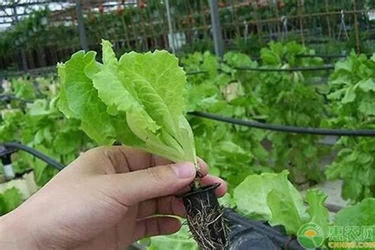 种生菜需要追肥吗？如何正确进行追肥？