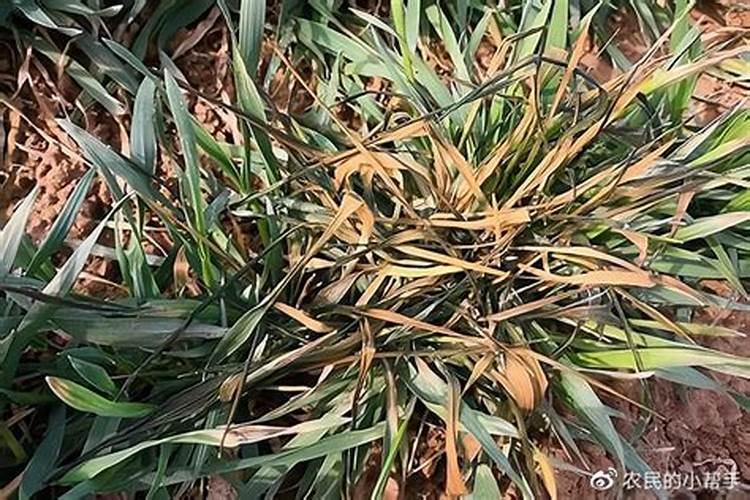 小麦发黄死苗如何防治,一亩小麦用多少芸苔素