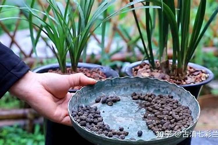 春季给兰花施用叶面肥需要注意什么？