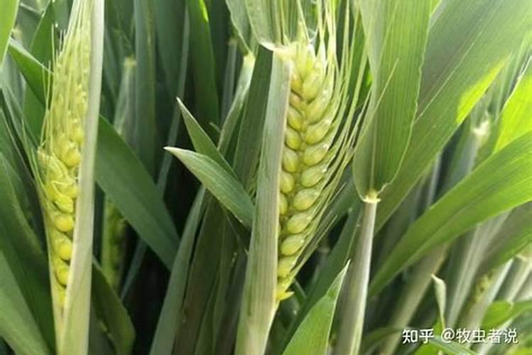 小麦拔节期打什么叶面肥最好