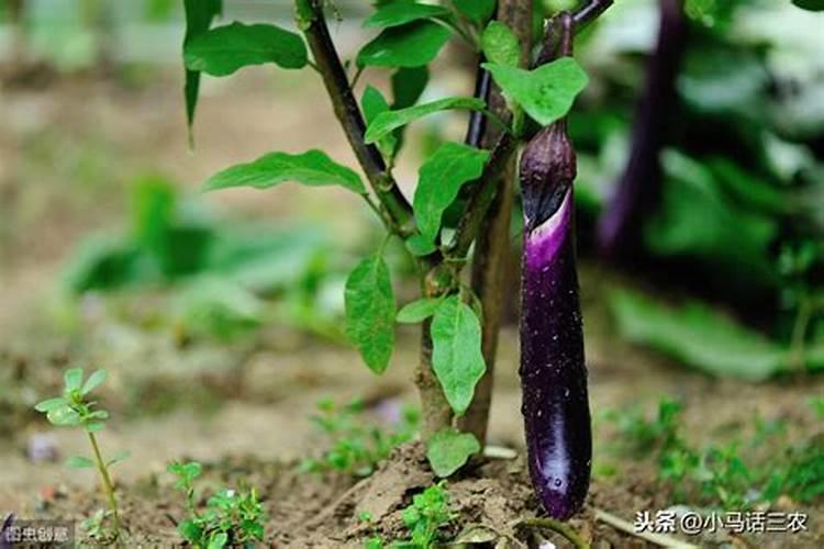 茄子苗用什么肥最好