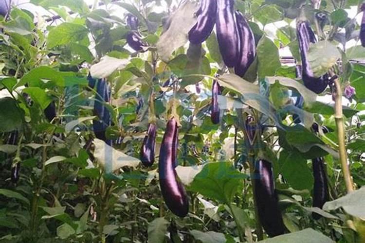种植茄子用什么化肥好