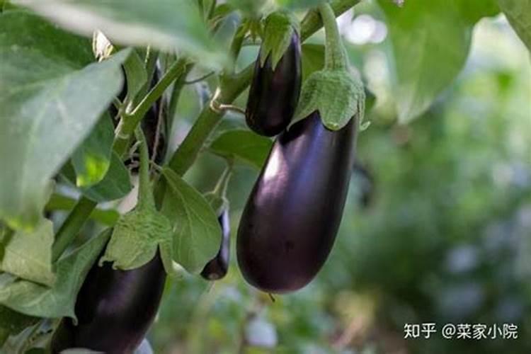茄子用什么肥料好