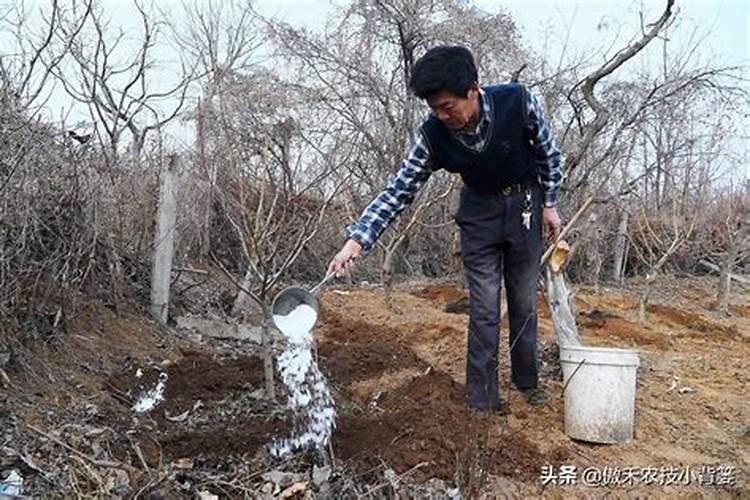 水溶肥啥时间给果树施肥好些？